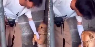 #VIDEO | Conmovedor rescate: Perrito se aferra al brazo de un joven periodista en un refugio y éste lo adopta