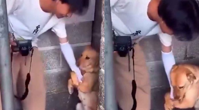 #VIDEO | Conmovedor rescate: Perrito se aferra al brazo de un joven periodista en un refugio y éste lo adopta