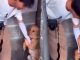 #VIDEO | Conmovedor rescate: Perrito se aferra al brazo de un joven periodista en un refugio y éste lo adopta