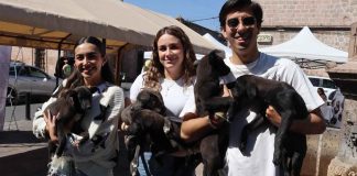 Legisladores impulsan adopciones de perros en Morelia