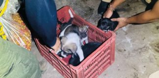 #Imágenes | En cateo, asegura Fiscalía General cinco ejemplares caninos en condiciones de maltrato animal