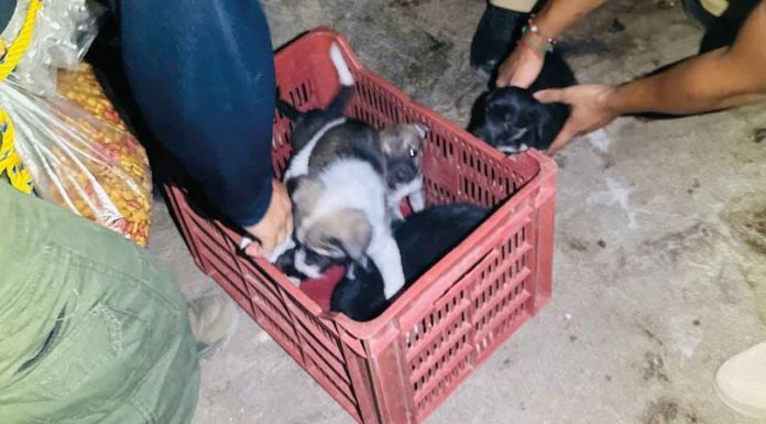 #Imágenes | En cateo, asegura Fiscalía General cinco ejemplares caninos en condiciones de maltrato animal