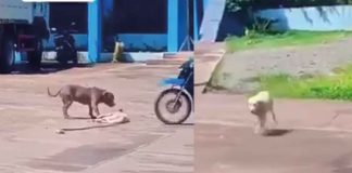#Viral #VIDEO | ¡Oscar para él! Perrito finge su muerte para salvarse de un pitbull y se vuelve estrella viral