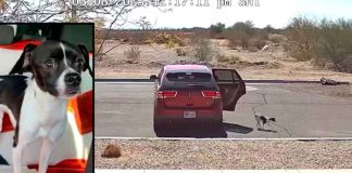 #VIDEO | Mujer abandona a su mascota en la carretera #Internacional