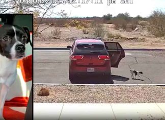 #VIDEO | Mujer abandona a su mascota en la carretera #Internacional