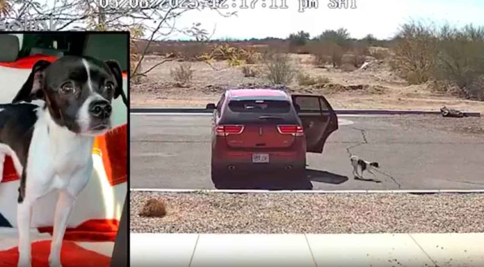 #VIDEO | Mujer abandona a su mascota en la carretera #Internacional