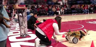 #Video | Yummy, el perrito en silla de ruedas que conquistó corazones en la carrera de Corgis