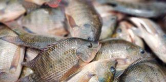 SSM emite recomendaciones para evitar intoxicaciones en temporada de calor