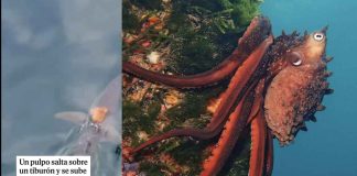 #Viral #VIDEO | Un pulpo “viajero” sorprende al subirse a un tiburón en las aguas de Nueva Zelanda