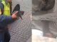 #Video | Policías de la SSC rescatan a un pequeño gato atrapado bajo un vehículo en la alcaldía Cuauhtémoc