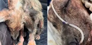 #Video | Perrito rescatado lucha por su vida tras sufrir graves quemaduras y anemia.