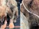 #Video | Perrito rescatado lucha por su vida tras sufrir graves quemaduras y anemia.