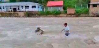 #Video | Hombre arriesga su vida para salvar a gatito atrapado en río