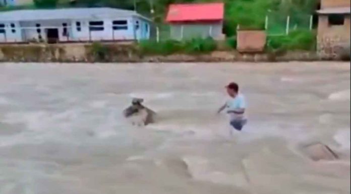 #Video | Hombre arriesga su vida para salvar a gatito atrapado en río