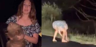 #Video | Influencer estadounidense desata indignación en Australia al separar una cría de Wómbat de su madre