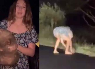 #Video | Influencer estadounidense desata indignación en Australia al separar una cría de Wómbat de su madre
