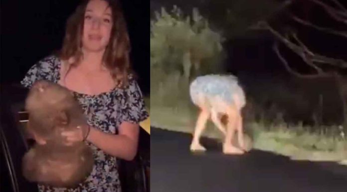 #Video | Influencer estadounidense desata indignación en Australia al separar una cría de Wómbat de su madre