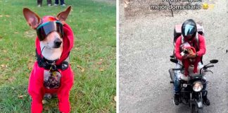 #VIDEO | Perrito y su dueño se vuelven virales en redes por la particular forma en que ambos ‘trabajan’ como repartidores