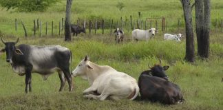 Alerta en Tabasco, mueren 600 reses por presunta intoxicación