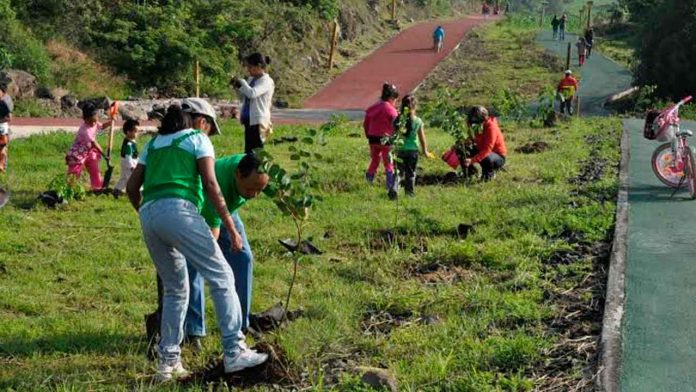 300milreforestaciones