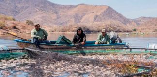 Fenómeno natural baja el oxígeno en el agua y afecta producción de tilapia en Tiquicheo: Compesca