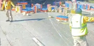 #Video | Tráiler con gallinas vuelca en la México-Puebla; vecinos se llevan las aves
