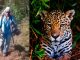#VIDEO | Hombre es captado cargando el cadáver de un jaguar considerado una especie en peligro de extinción #México