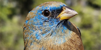 Esto es lo que debes hacer ante desplazamiento de fauna silvestre por incendios