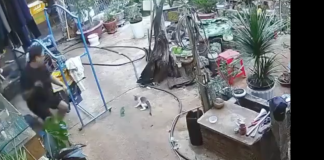 #VIDEO | Hombre intenta ahuyentar a un gato con su sandalia y mata a su pájaro