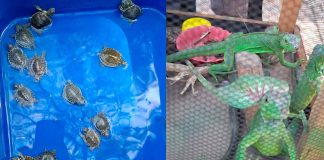 Aves, tortugas e iguanas, entre los animales confiscados en el Audi y el Pedregal