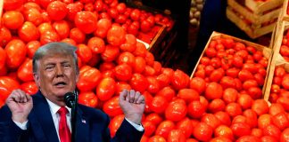 #Video | Estados Unidos impondrá arancel del 20.91% a jitomates mexicanos a partir de julio