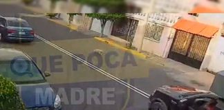 #Video | ¿Accidente? #EnMéxico: Taquero atropella a perrita y se lleva su cuerpo