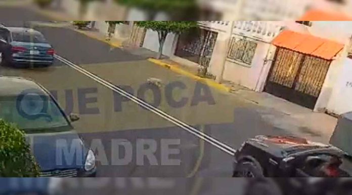 #Video | ¿Accidente? #EnMéxico: Taquero atropella a perrita y se lleva su cuerpo