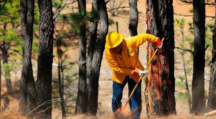 Invita Zoológico de Morelia a donar víveres para brigadistas