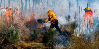 3 brigadistas han perdido la vida en el combate a los incendios forestales: CNPC