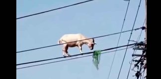 #VIDEO | ¡Qué equilibrio! Captan a cabra comiendo en las alturas; sobre unos cables de luz en #México
