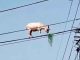 #VIDEO | ¡Qué equilibrio! Captan a cabra comiendo en las alturas; sobre unos cables de luz en #México