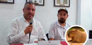 #Imágenes | ¡Lista la interacción con capibaras en el Zoológico de Morelia! Iniciará el próximo 16 de abril