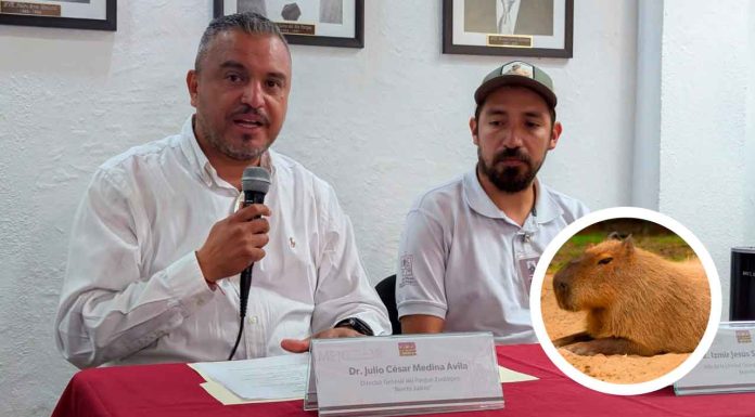 #Imágenes | ¡Lista la interacción con capibaras en el Zoológico de Morelia! Iniciará el próximo 16 de abril