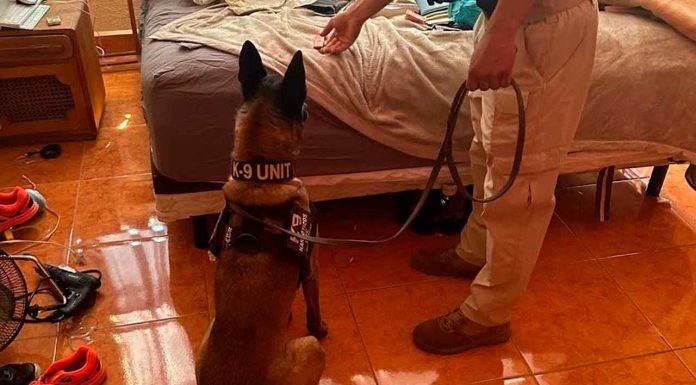 Aseguran más de mil 600 dosis de narcótico en dos cateos realizados en Morelia; hay dos detenidos