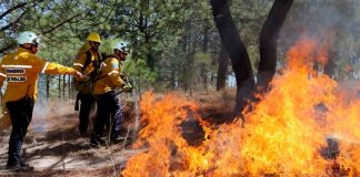 Controlado al 100 % el incendio forestal en Cojumatlán: Cofom
