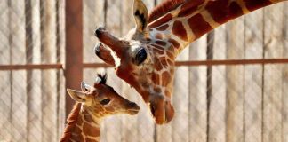 Conoce la tierna cría de jirafa que nació en el Zoológico de Morelia