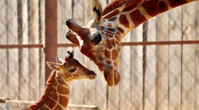 Conoce la tierna cría de jirafa que nació en el Zoológico de Morelia