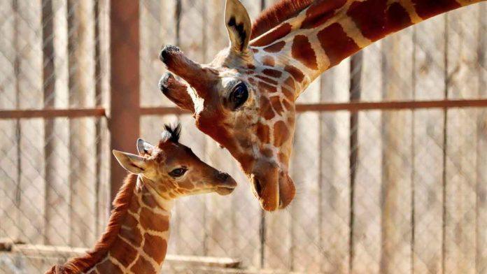 cría-de-jirafa