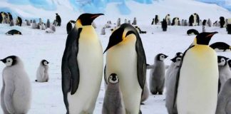 Día Mundial del Pingüino: Un llamado global para proteger a estos carismáticos habitantes