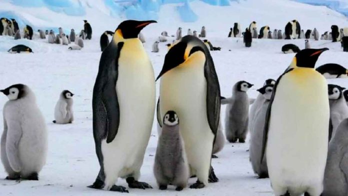 día-mundial-del-pinguino-1