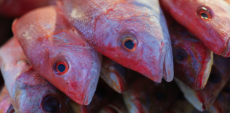 SSM te dice como identificar si el pescado está fresco