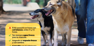 Protege a tus animales en esta temporada de calor: SSM