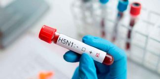 #Video | Fallece en Torreón niña de 3 años por influenza aviar H5N1, primer caso en México