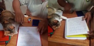 #VIDEO #Viral | ¡De no creer! Profesor convierte a su gato en “asistente escolar” y sella tareas con su patita